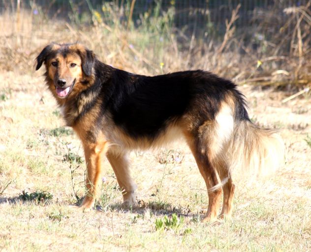 Scegli un compagno fedele per la vita,scegli di salvare un cane dalla gabbia.. - Foto 2