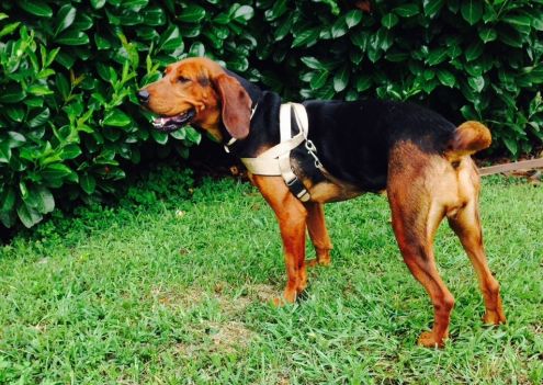 LAILA, segugio italiano - Foto 3
