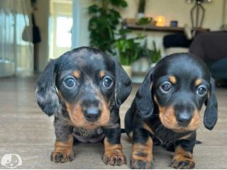 Cuccioli di Bassotto Nano