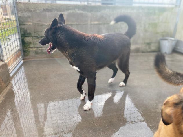 CANE IN ADOZIONE: ZAMPA BIANCA e i suoi calzini. - Foto 2