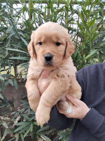 Cuccioli Golden Retriever alta genealogia - Foto 5