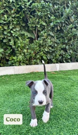 Cuccioli Amstaff - Foto 8