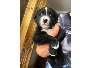 Moka cucciola