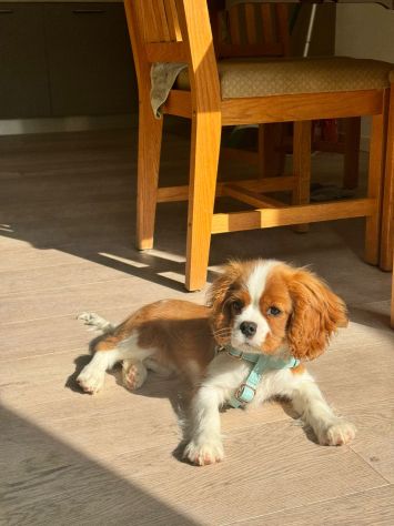 Cavalier King (con pedigree) - Foto 5