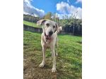 THOR DOLCE E SOCIEVOLE CANE IN ADOZIONE TG MEDIA