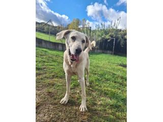 THOR DOLCE E SOCIEVOLE CANE IN ADOZIONE TG MEDIA