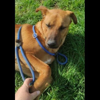 MATTIA DOLCE E GIOVIALE CAGNOLINO IN ADOZIONE