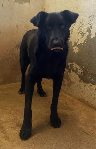 UN MIRACOLO PER BOMBOLO CANE IN ADOZIONE