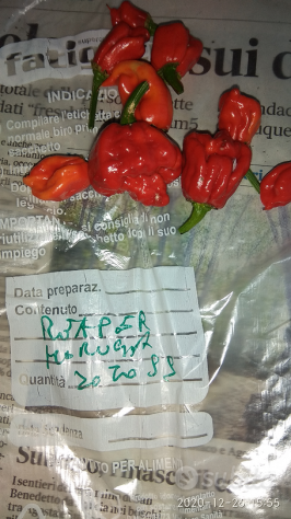 Semi Carolina Reaper, Scorpion Kraken,Habanero - Foto 4