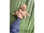 Cuccioli di Maltipoo