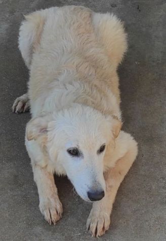 CUCCIOLO IN ADOZIONE: DUCCIO - Foto 9