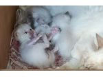 Cuccioli Sacro di Birmania con pedigree