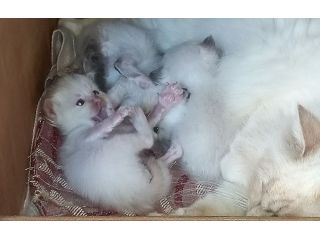 Cuccioli Sacro di Birmania con pedigree