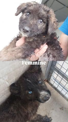 22 cuccioli da accasare!! SOS ABBANDONI SICILIA - Foto 7