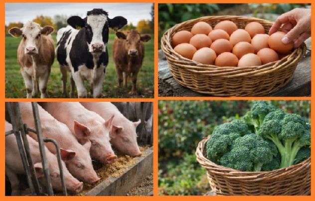 OPERAIO AGRICOLO O PER CURA ALLEVAMENTO