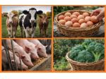 OPERAIO AGRICOLO O PER CURA ALLEVAMENTO