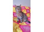Dolcissimo gattino di soli 6 mesi