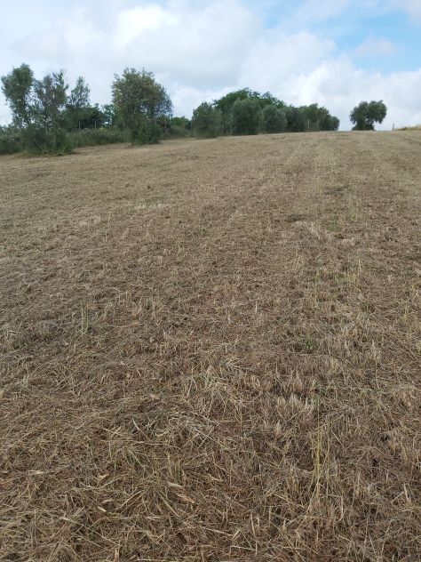 Terreno agricolo Velletri (RM) - Foto 8