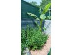 Menta fresca gratuita
