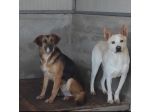 BEA E WHITE vite buttate, cani in adozione