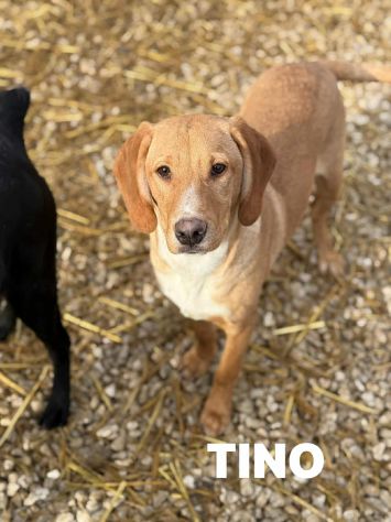 TOM & TINO, buffissimi cuccioli orecchie lunghe! - Foto 5
