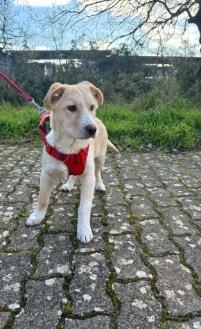 stupendo cucciolo taglia media - Foto 2