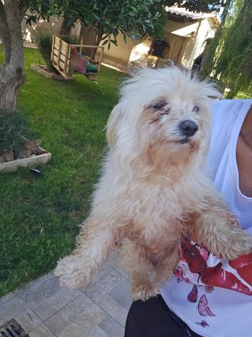 Mafalda: 4 anni, socievole con tutti - Foto 4