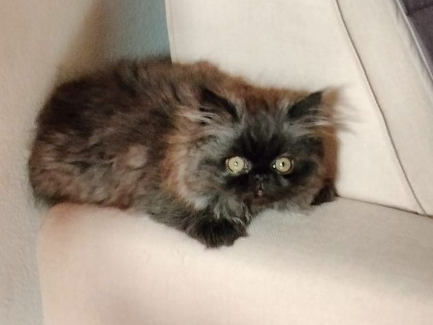 Cuccioli di gatto persiano - Foto 7