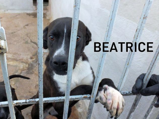 Beatrice (taglia mediopiccola) - Foto 4