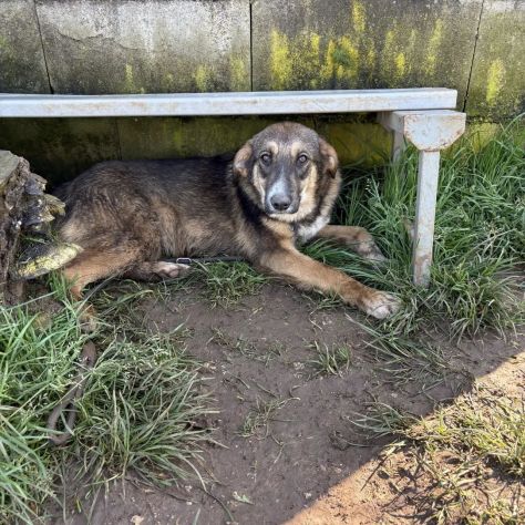 JHONNY DOLCISSIMO E GIOIOSO CUCCIOLO IN ADOZIONE - Foto 4