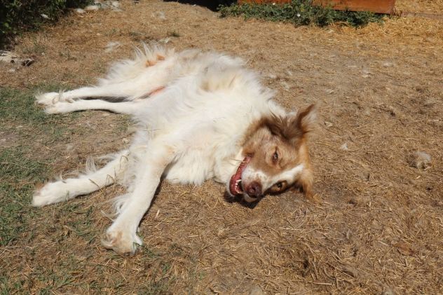 Dotty - Foto 8