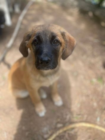 Polpetta cucciola - Foto 4