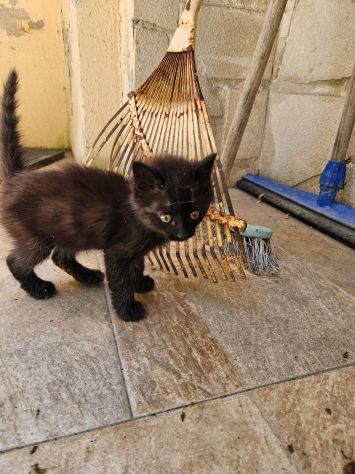 Matcha: cucciola 2 mesi - Foto 6
