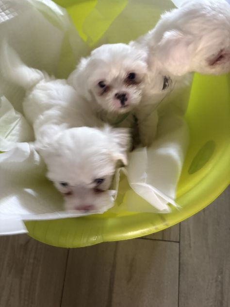 Cucciolo femmina di razza maltese - Foto 2