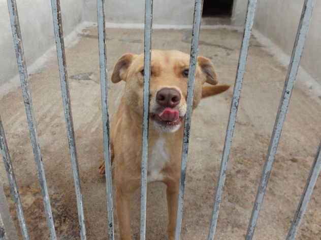 Romeo, pieno di voglia di vivere - Foto 5