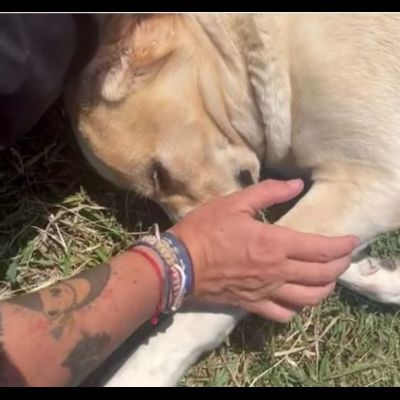CASPER ALLERGRO E SOCIEVOLE; CANE IN ADOZIONE - Foto 5