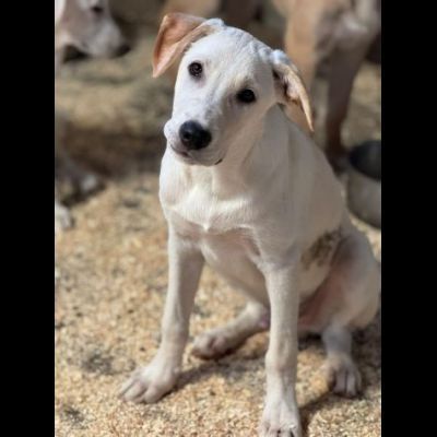 SPUGNA CUCCIOLO IN ADOZIONE