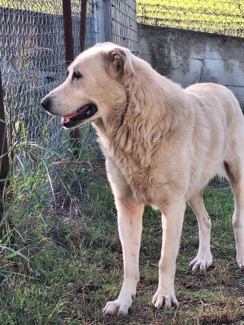ORSO MAGNIFICO CARATTERE CANE IN ADOZIONE - Foto 8