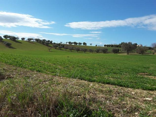Agricolo in vendita a Cupra Marittima - Foto 18