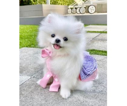 I cuccioli di Giulia - Foto 3