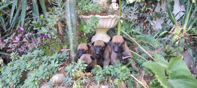 Cuccioli maschietti femminucce Pastore Belga Malinois Avellino Benevento Potenza