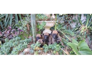 Cuccioli maschietti femminucce Pastore Belga Malinois Avellino Benevento Potenza
