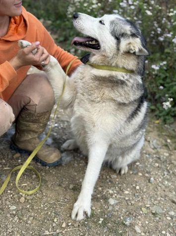 CINDY, splendida HUSKY cerca famiglia! - Foto 6