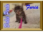 cuccioli gattini siberiani pedigree_ tutta Italia