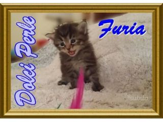 cuccioli gattini siberiani pedigree_ tutta Italia