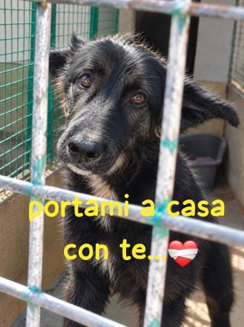 IGOR cucciolo 6/7 mesi