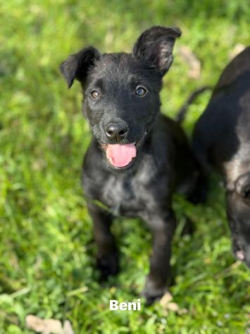 3 dolci CUCCIOLI total black! Bellissimi - Foto 2