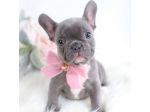 BULLDOG FRANCESE CUCCIOLI -  bouledogue puppy -  pag agevolato in 12 rate