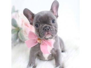 BULLDOG FRANCESE CUCCIOLI -  bouledogue puppy -  pag agevolato in 12 rate