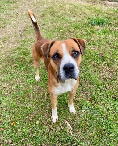 NADIR SIMIL BOXER SOCIEVOLE EDUCATO CANE IN ADOZIONE - Foto 7